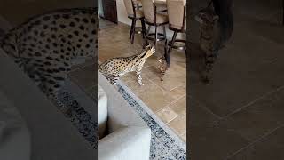 Serval cat afraid of Savannah cat or what [upl. by Atinev]