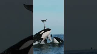 Two Orcas the killer whale Play with Dolphin 🐬😍 2024 orca whale viral shorts ytshort animals [upl. by Eseeryt]