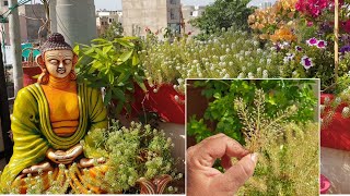 Collecting Alyssum Seeds for Next Winter  How to Collect Seeds of Sweet Alyssum  Fun Gardening [upl. by Bechler261]