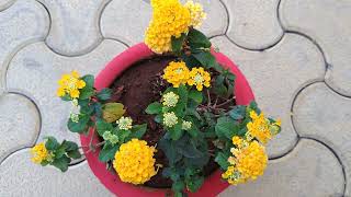 Lantana Plant Care and Tips  Most Hardy Plant [upl. by Geri]