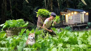 900 days in forest Plant papaya vegetables tomatoes harvest for sale build nests for chickens [upl. by Bartolome]