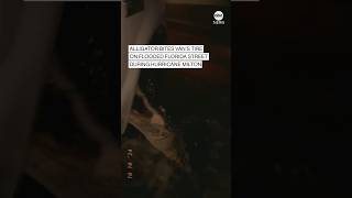 Alligator bites van’s tire on flooded Florida street during Hurricane Milton [upl. by Iral]