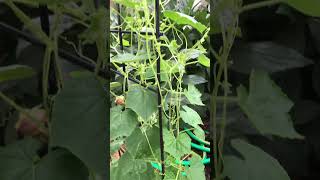 Baby Watermelons 😋 cucamelons garden cucamelon gardening [upl. by Hillman]