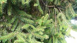 Picea abies Barryi [upl. by Nahtan]