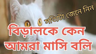 বিড়াল মাসি কেন বলা হয়   Why is the cat called Aunty  বাঘের মাসি কেন বলা হয়   Tigers Aunt [upl. by Lukin151]