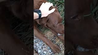 How to tell if your dog is having a seizure and what to do [upl. by Aroda]