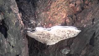 Spore dispersal of fungi Bark Mushroom [upl. by Ihn]