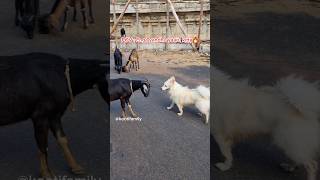 Enga vandhu yaaru kitta🔥🔥🔥 kootifamily goats funnygoats tamil [upl. by Eilegna]