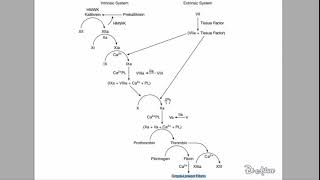 🔴 LEXPLICATION LA PLUS CLAIRE  CASCADE COAGULATION   DR ASTUCE [upl. by Letney]