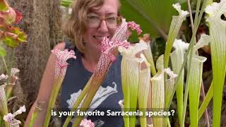 All About Sarracenia leucophylla [upl. by Rydder]