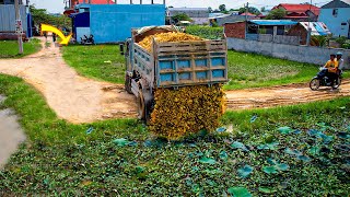 Starting New Project Landfill on Flooded Area by Bulldozer D20P amp 5Ton Truck Push Stone Into Water [upl. by Ltsyrk]