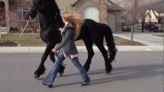 Going for a stroll with my Friesian Stallion Apollo [upl. by Sergo]