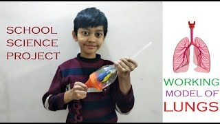 DIY Working Model of Lungs  How to make Lungs with Balloons  School Science Project [upl. by Curley]