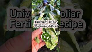 Universal Foliar fertilizer recipe shortvideo garden howto youtubeshorts viralvideo video [upl. by Anilra]