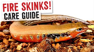 FIRE SKINK CARE GUIDE [upl. by Ellis]