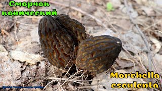 Сморчок конический  гриб восстанавливающий зрение  Morchella esculenta [upl. by Adile]