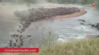 Grumeti River Wildebeest Crossing  Mara Region  Tanzania  Rickshaw Travels  Guide Sisty Ninah [upl. by Sherline933]