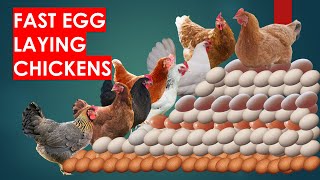 27 Fast Egg Laying Chicken Breeds to Make you Rich [upl. by Aicilegna]