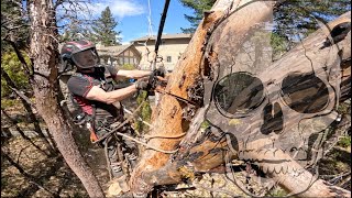 Dead Madrone The best firewood on the Planet [upl. by Daniela]