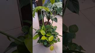 Alocasia Cucullata Gauimbê com forração de jibóias 🪴🥰🤩🤩🤩 [upl. by Dirgis821]