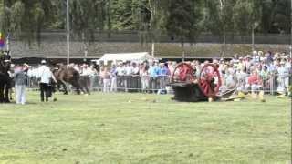 Paard op hol tijdens Boerendag in Rijsbergen [upl. by Redvers]