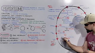 Peroxisome Structure and Functions of Peroxisome Detailed Series [upl. by Dinnage]