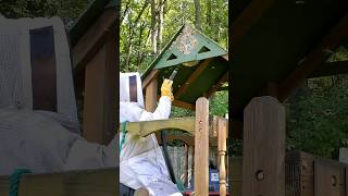 Massive Hornet Nest SWARM and ATTACK in Playhouse fyp viralvideo viralshorts hornetking [upl. by Enillebyam]