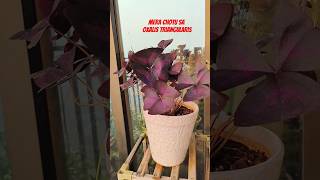 Oxalis triangularis  Gardening  Terrace Garden natuturesmotivation53 youtube youtubeshorts [upl. by Yrrej52]