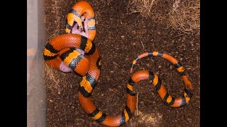 Hounduran Milk Snake Feeding [upl. by Mace]