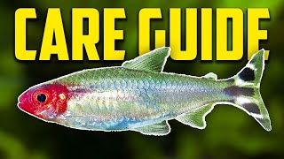 How To Keep Rummynose Tetras Care Guide [upl. by Inavoig]