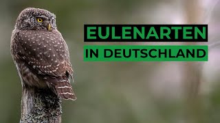 Die Eulenarten Deutschlands [upl. by Gentille]