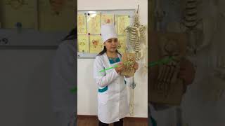 Анатомия Остеология Аяқ ұшы сүйектері Tarsus Metatarsus Phalanges digitorum pedis [upl. by Riha5]