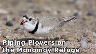 Piping Plovers on the Monomoy National Wildlife Refuge [upl. by Nomaj600]