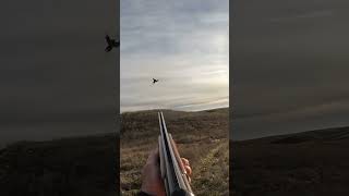 It took two pheasanthunting pheasant hunting birdhunting uplandhunting birdhunter [upl. by Eiralam343]