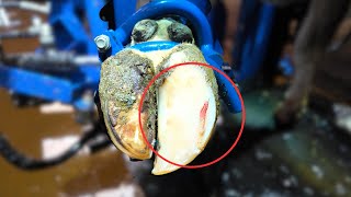 Draining a cows BUBBLING hoof abscess [upl. by Eilahs90]