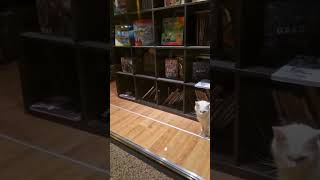 Cats in bookstore update [upl. by Stacey747]