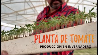 PLANTA DE TOMATE EN INVERNADERO [upl. by Silyhp]