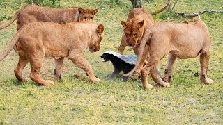 Estos Leones Se Metieron Con El Tejón De La Miel Equivocado [upl. by Danna531]