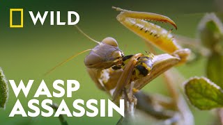 Praying Mantis Vs Wasp  Wild Europe  National Geographic Wild [upl. by Edwina]