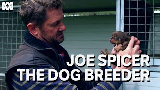 Award winning dog breeder and trial dog champion Joe Spicer  Muster Dogs [upl. by Jamnes]