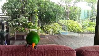 Eclectus singing and dancing [upl. by Pearle]