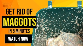 How To Get Rid of Maggots From Your Bins in Seconds For FREE [upl. by Falk72]