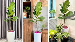 Create a highlight for your home with trendy plant pots tips to upgrade your home [upl. by Coral]