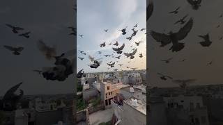 My pigeon my love 🕊️🥰 pigeontraining pigeonlover kabutar shorts youtubeshorts kabutarbazi [upl. by Aniret]