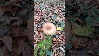 Last Armillaria mellea mushrooms season 2024 wildnature discoveraustria november shorts [upl. by Merrilee952]