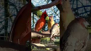 Northern Cardinal Singing to female nature bird birds animal pets [upl. by Prader578]