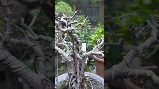 Akar dan perantingan bonsai beringin iprik [upl. by Pelagias513]