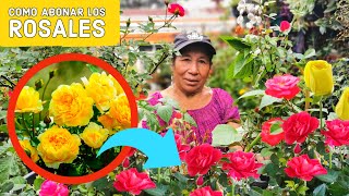 Cómo CUIDAR Los ROSALES para que se llene de ROSAS de forma impresionante Cuidados de los rosales [upl. by Elleimac]