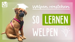 Wie Welpen lernen – Welpen verstehen um sie richtig zu erziehen [upl. by Teresina]