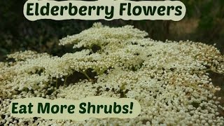 Elderberry Flowers How to pick and use elder flowers [upl. by Latnahs326]